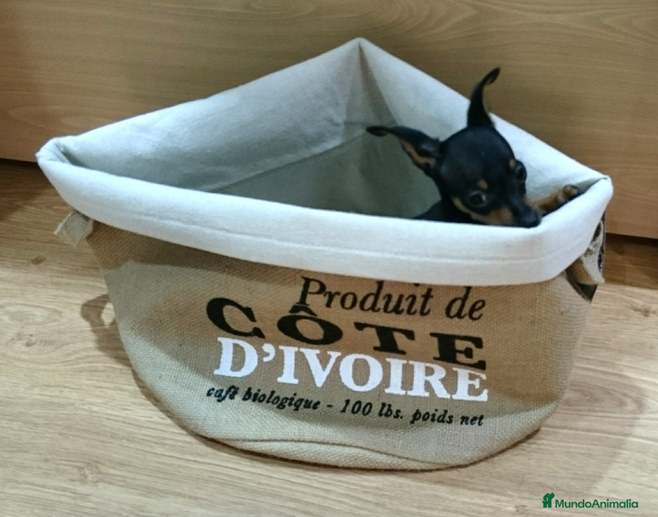 Ratón de Praga perros Ratón de Praga - Anuncio 2