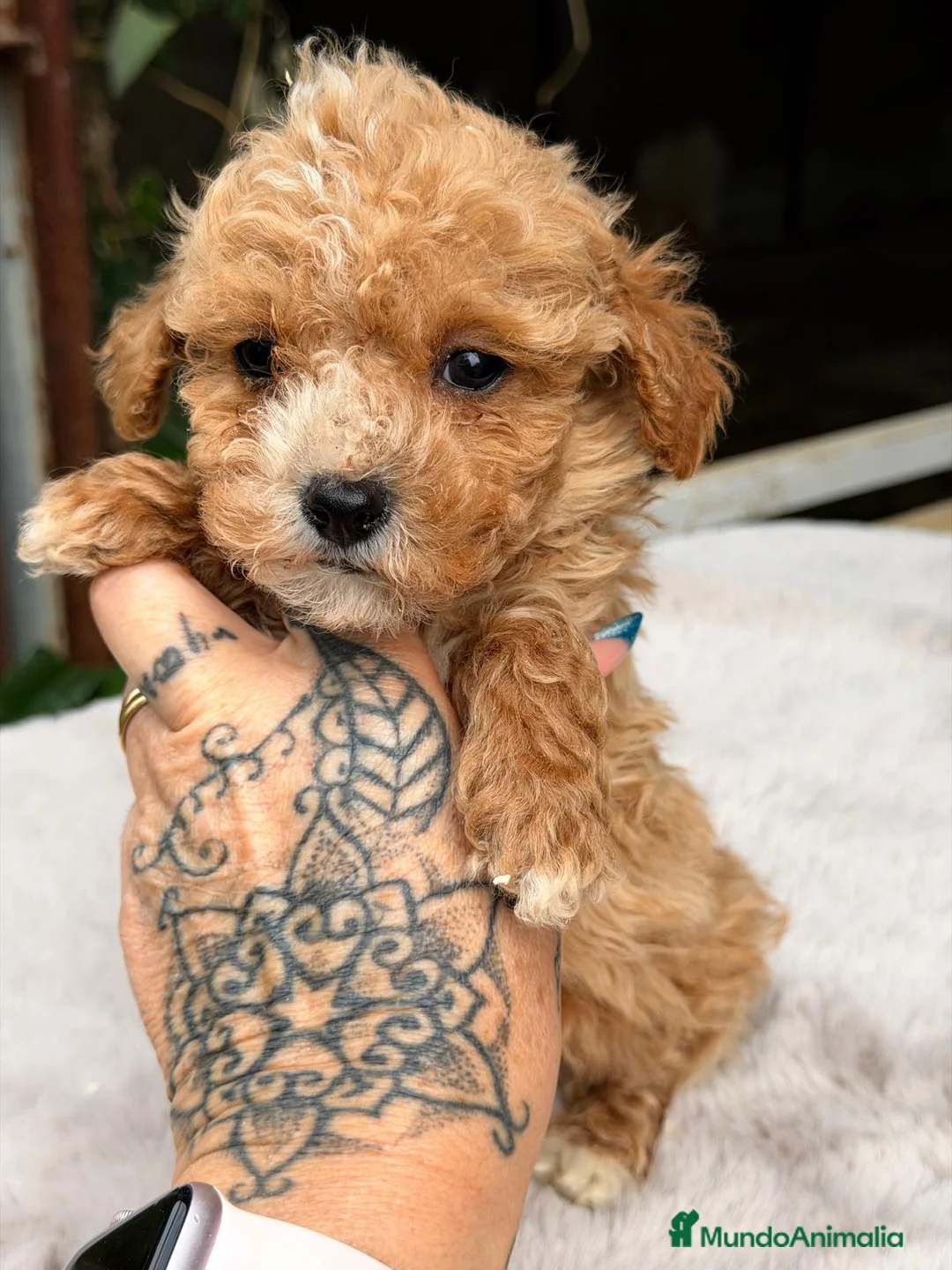 Maltipoo perros en venta: MALTIPOO APRICOT CREMA  - Anuncio 5