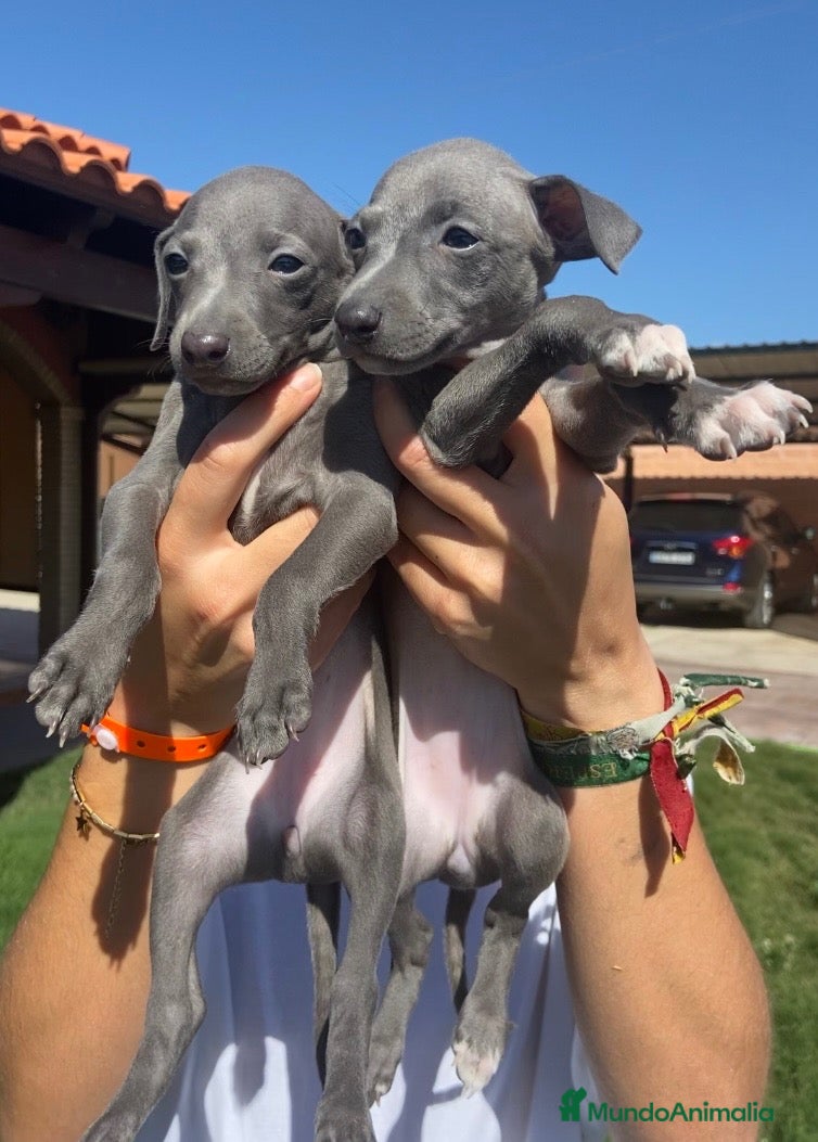 Pequeño Lebrel Italiano perros CACHORROS DE PICCOLO LEBREL ITALIANO  - Anuncio 1