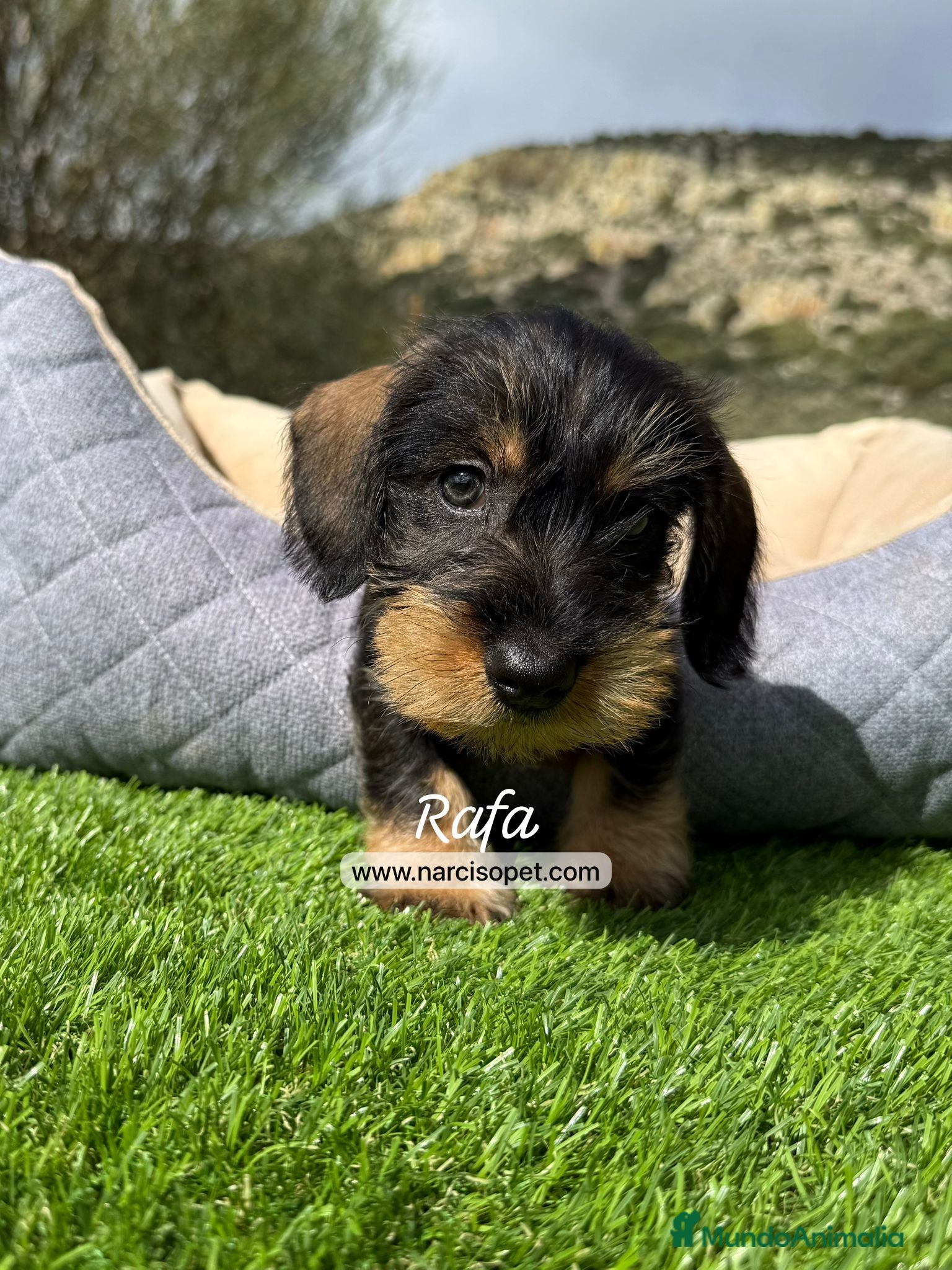 Teckel Miniatura perros TECKEL MINI PELO DURO - Anuncio 1