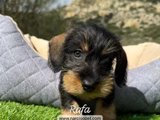 Teckel Miniatura perros TECKEL MINI PELO DURO - Anuncio 1