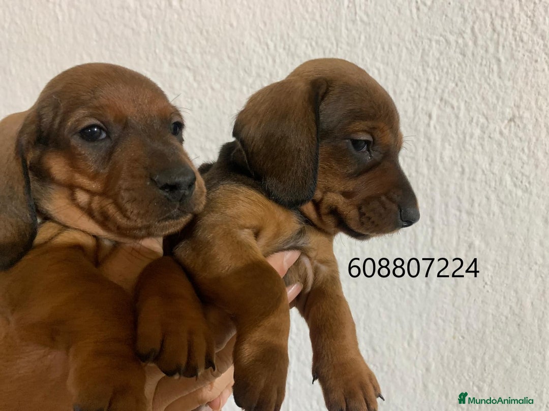 Teckel perros en venta: Teckel cachorros - Imagen 3