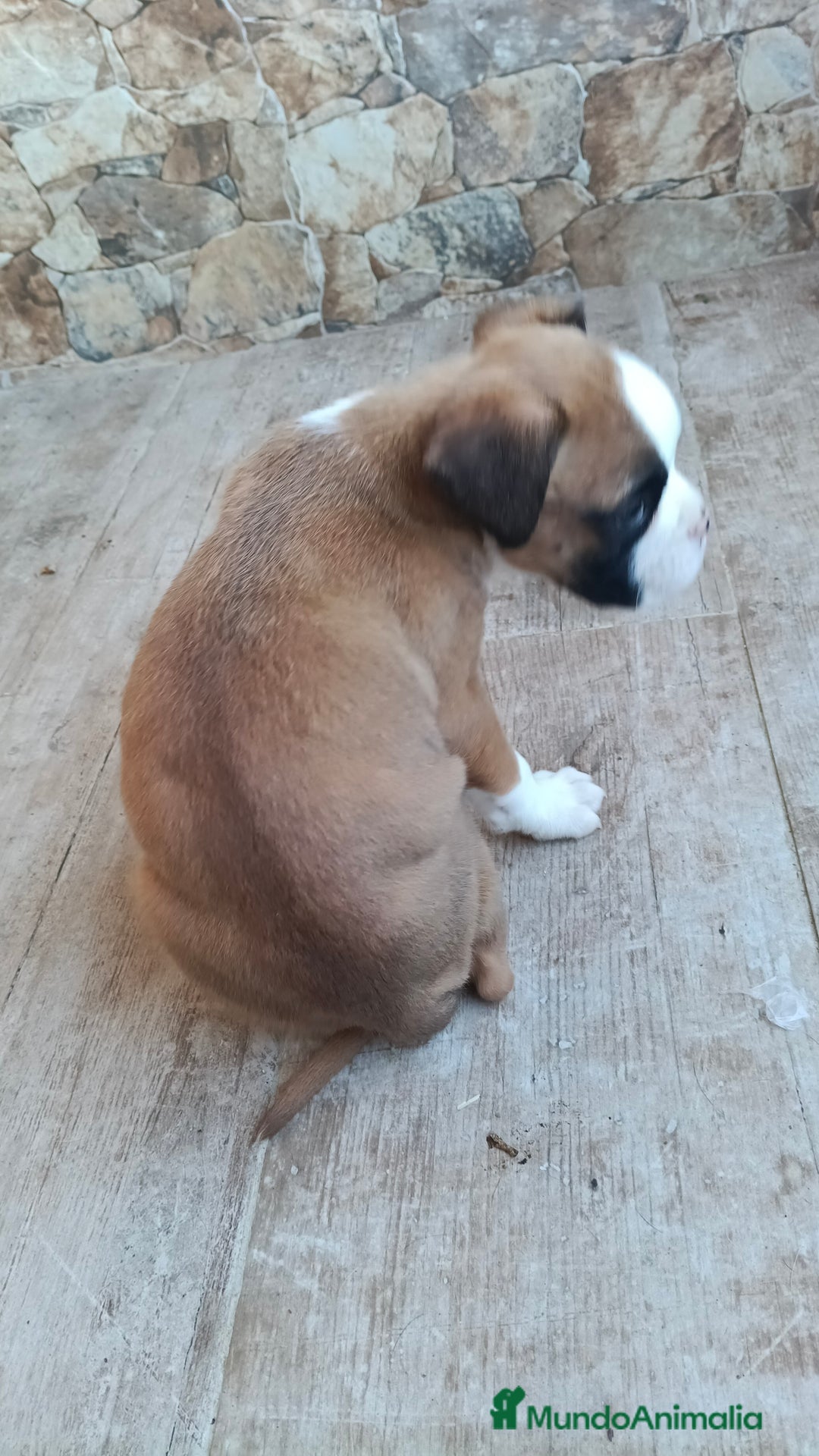Boxer perros en venta: Bóxer  - Anuncio 7