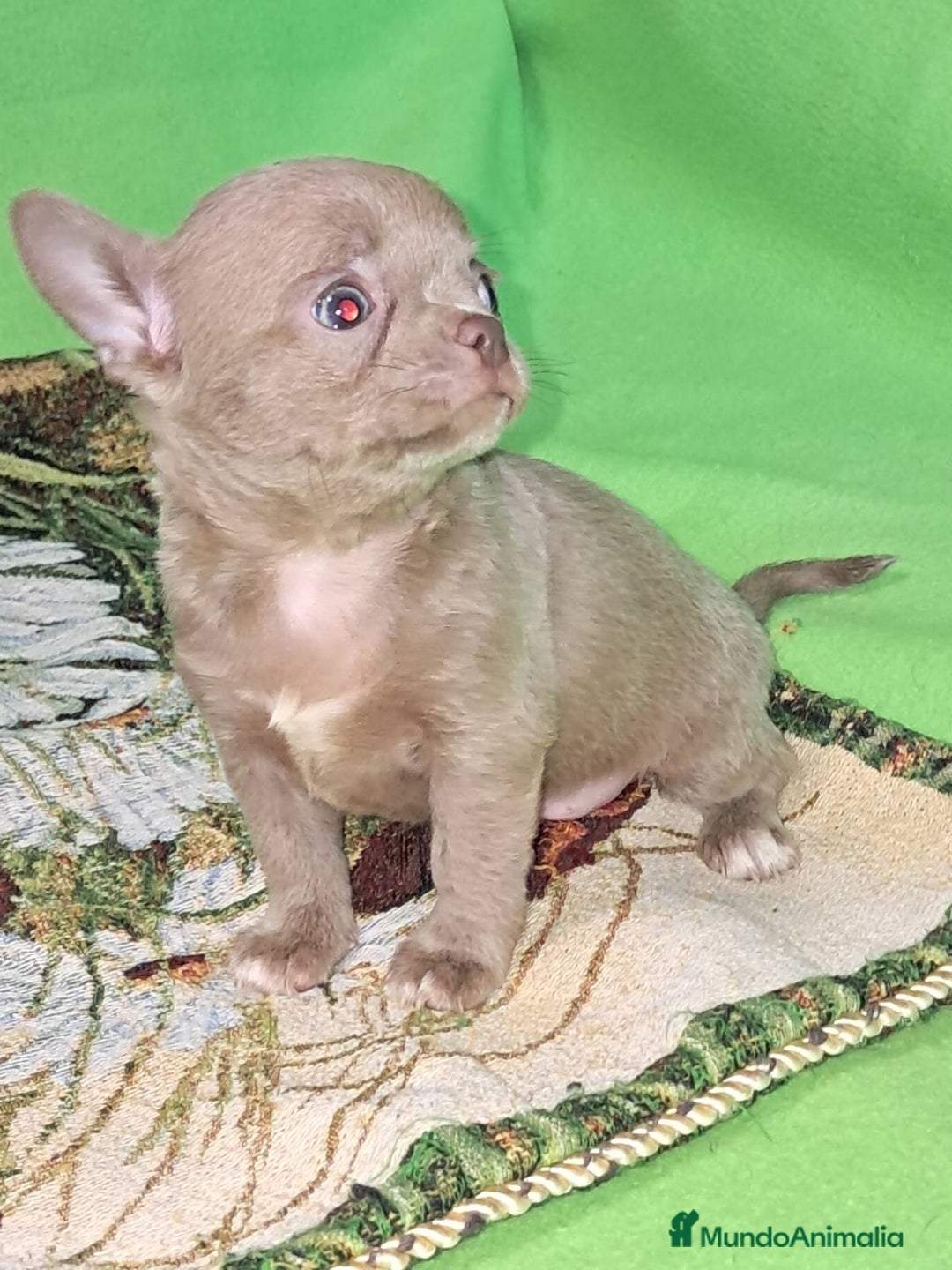 Chihuahua perros en venta: MACHO TOY EXCLUSIVO LILAC LINEA RUSA - Imagen 5