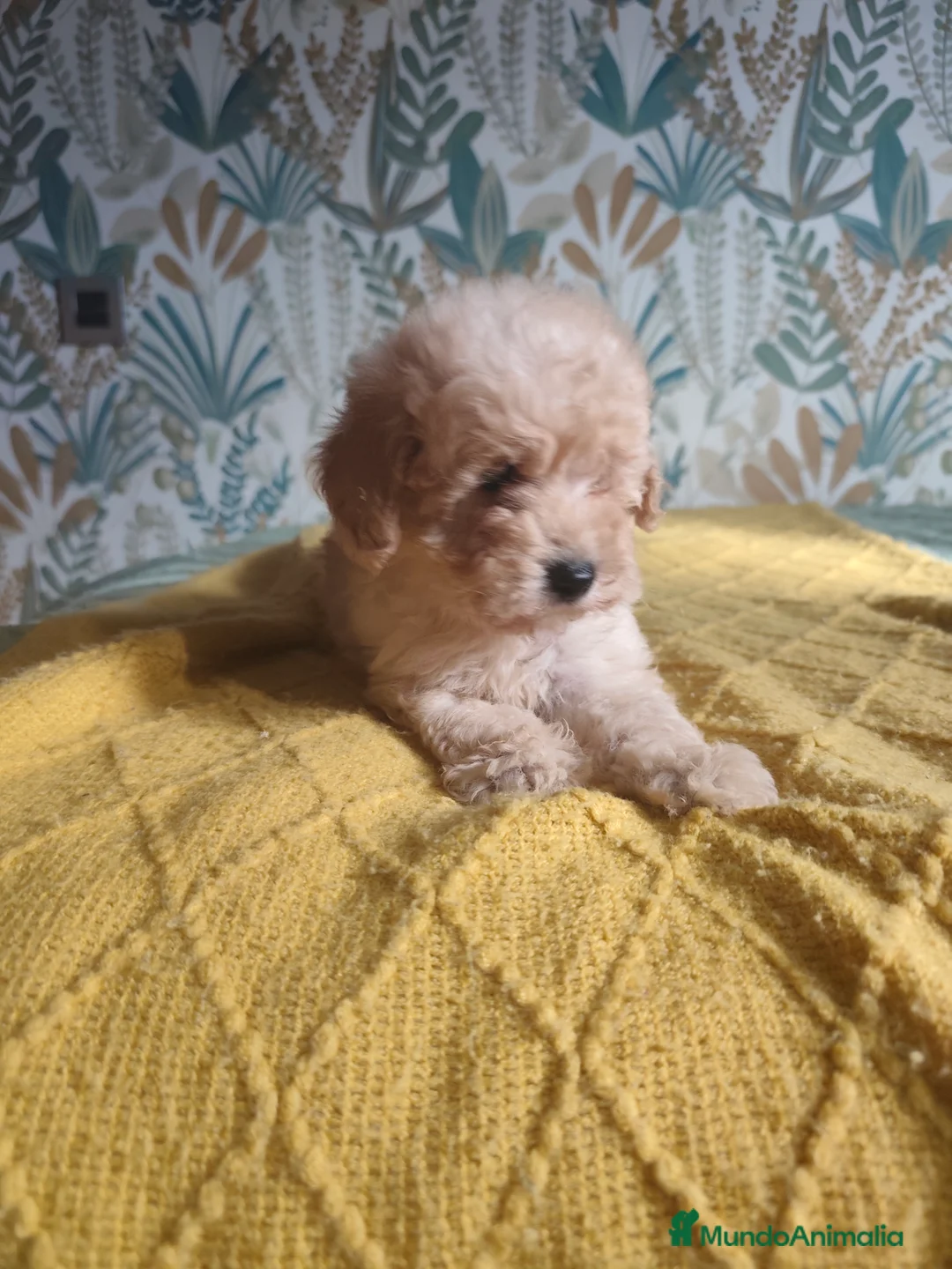 Caniche Toy perros en venta: Toy apricot - Anuncio 5