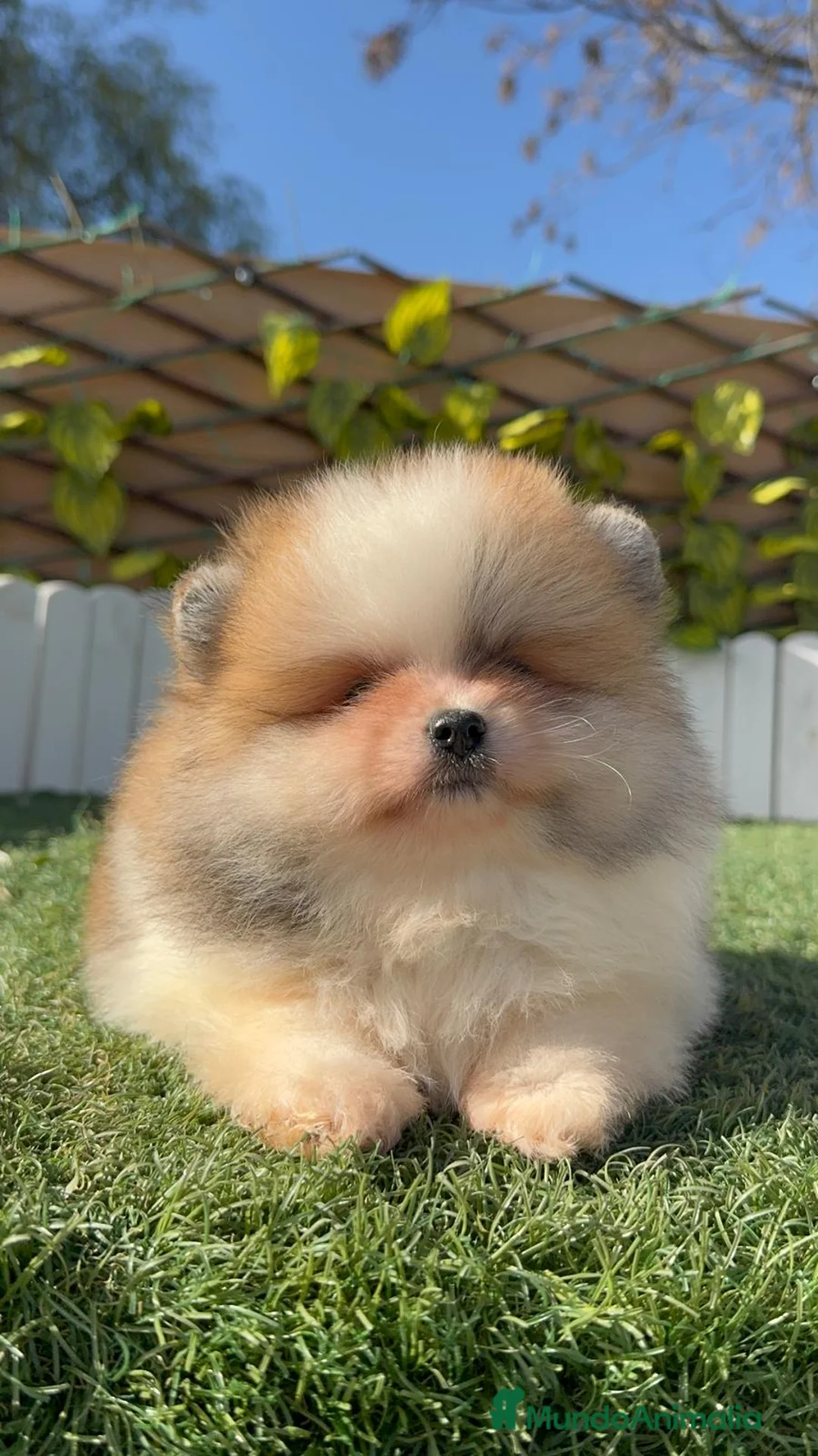 Pomerania perros en venta: POMERANIA MACHO - Anuncio 13