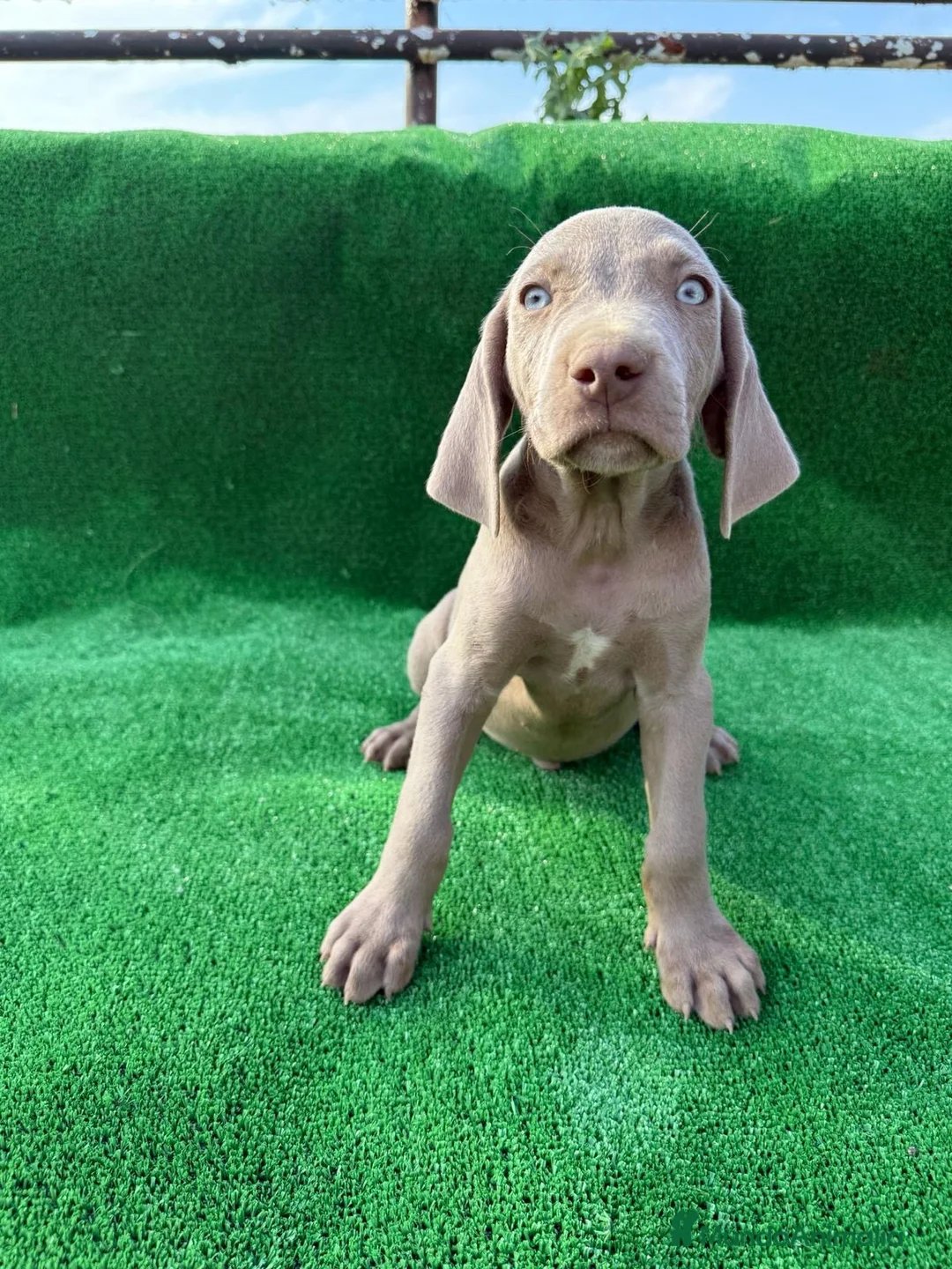 Weimaraner perros en venta: braco weimar  - Anuncio 2