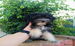 Maltipoo perros en venta: Maltipoo precio real  - Imagen 6