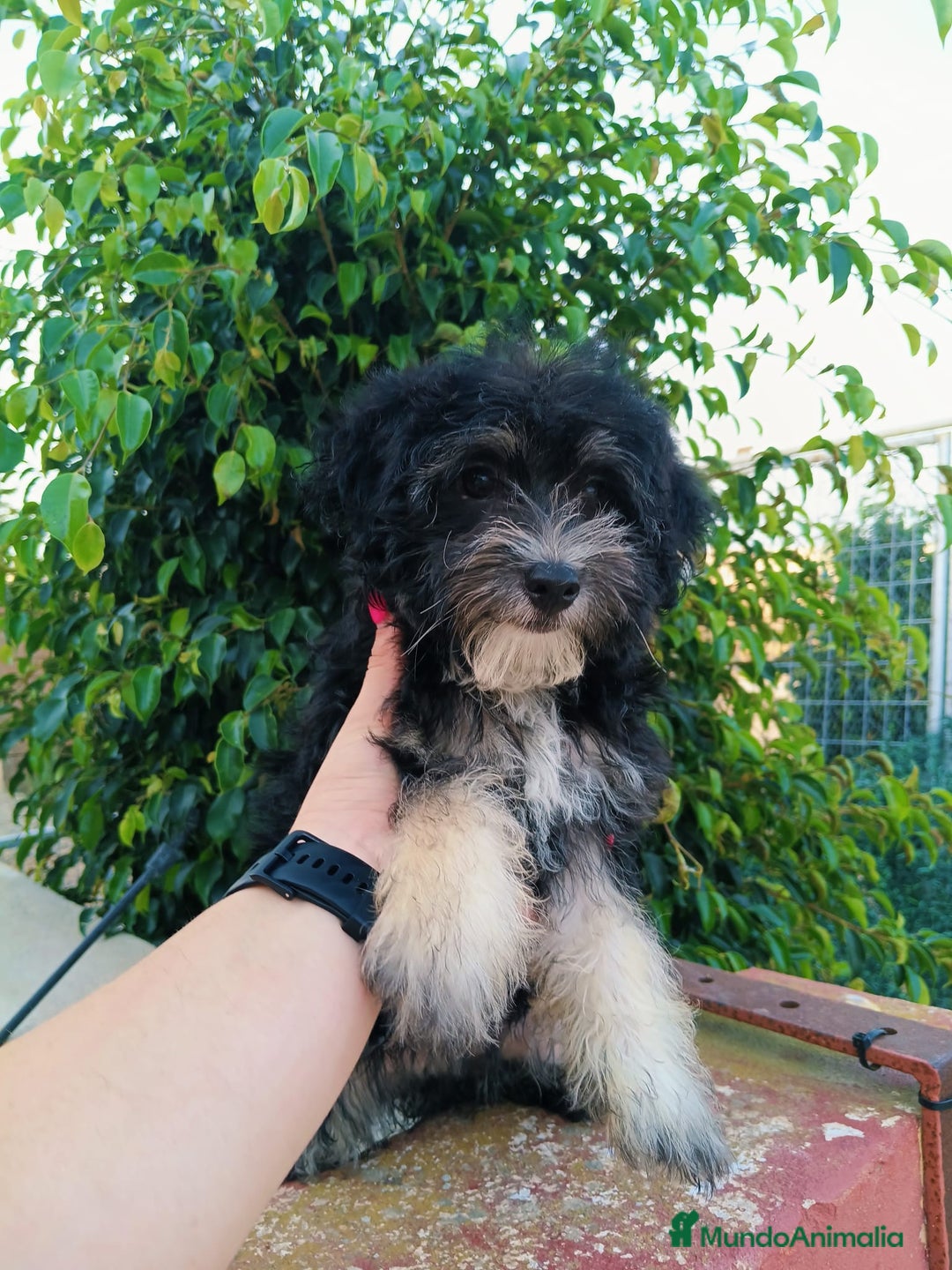 Maltipoo perros en venta: Maltipoo precio real  - Imagen 6