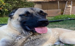 Mastín Español perros en venta: Kangal turco  - Imagen 3