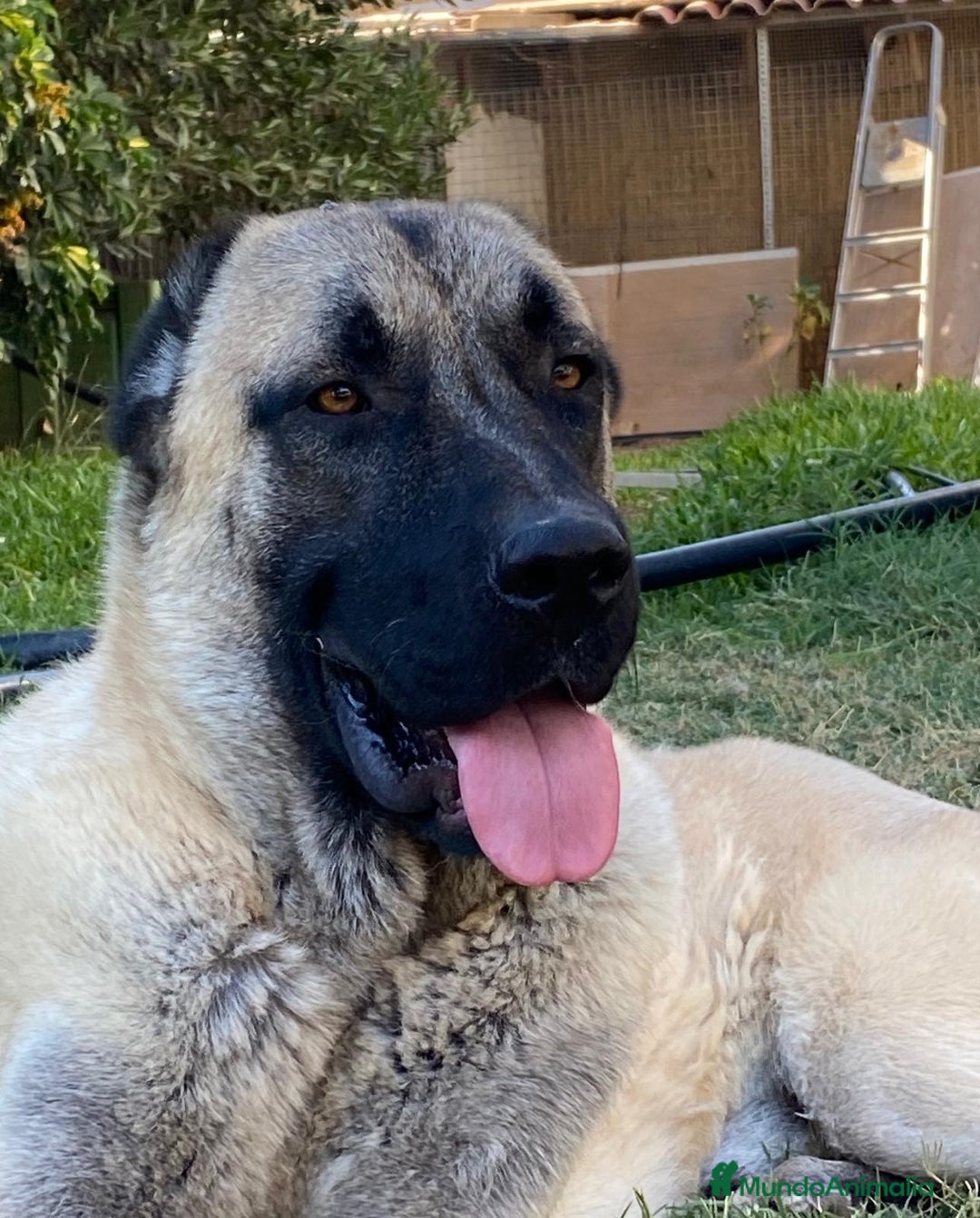 Mastín Español perros en venta: Kangal turco  - Imagen 3