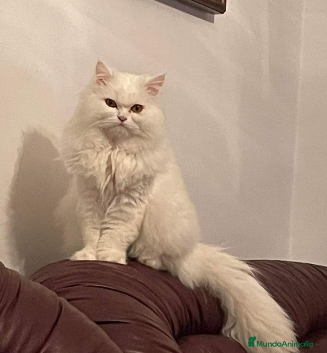 Persa gatos en venta: cachorritos persas  en Barcelona - Imagen 7