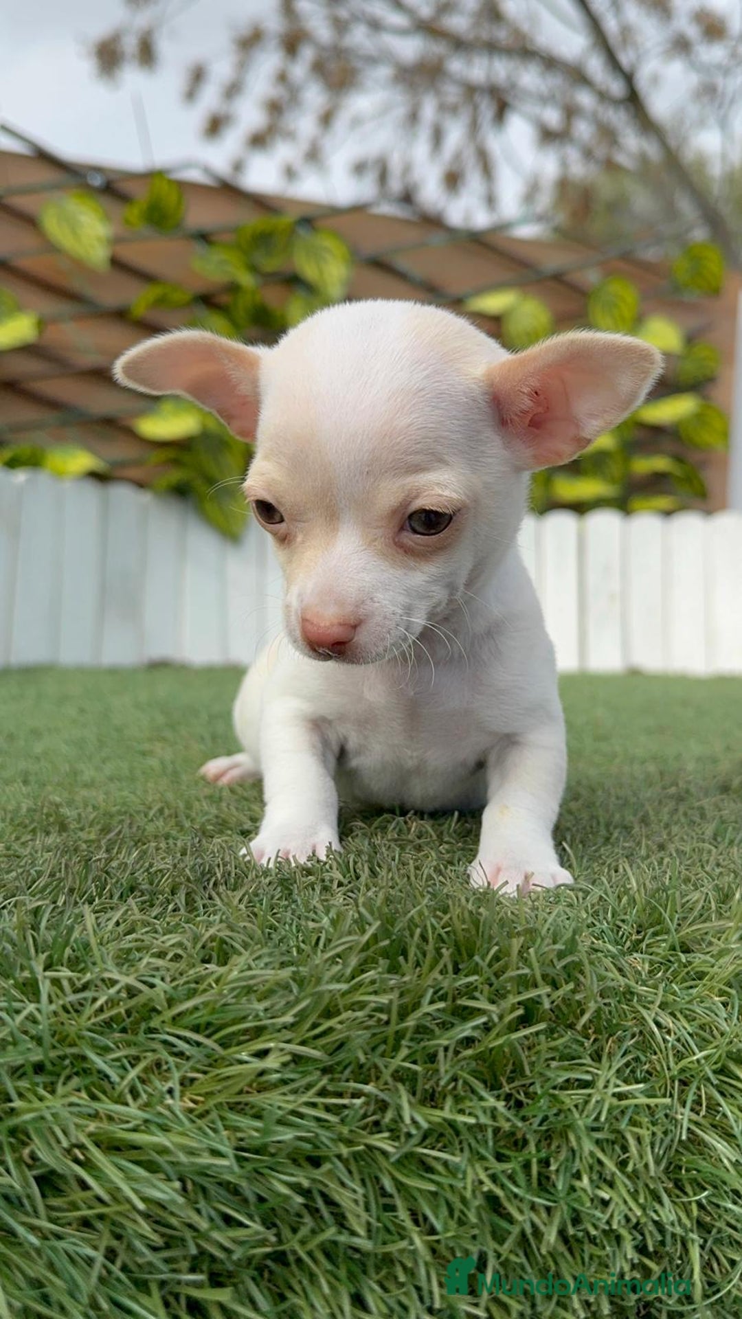 Chihuahua perros en venta: CHIHUAHUA MACHO - Anuncio 13