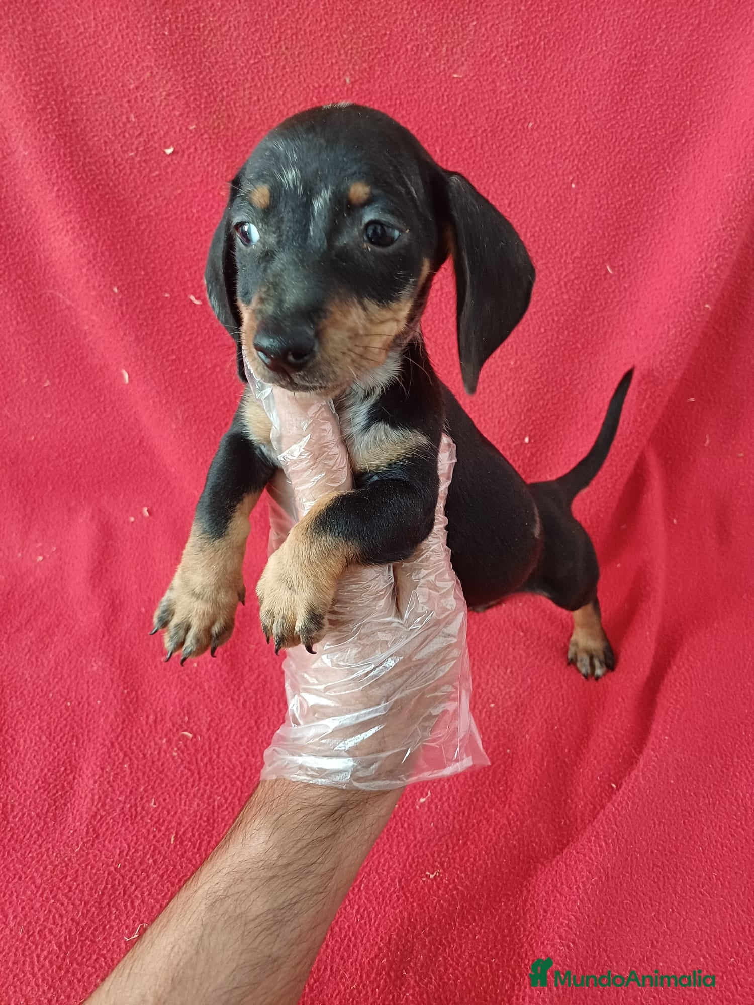 Teckel Miniatura perros Teckel  - Anuncio 1