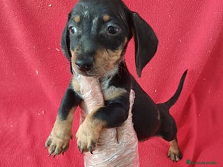 Teckel Miniatura perros Teckel - Anuncio 1