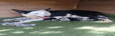 Border Collie 7