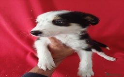 Border Collie perros en venta: Border Collie Blanco y Negro  - Anuncio 2