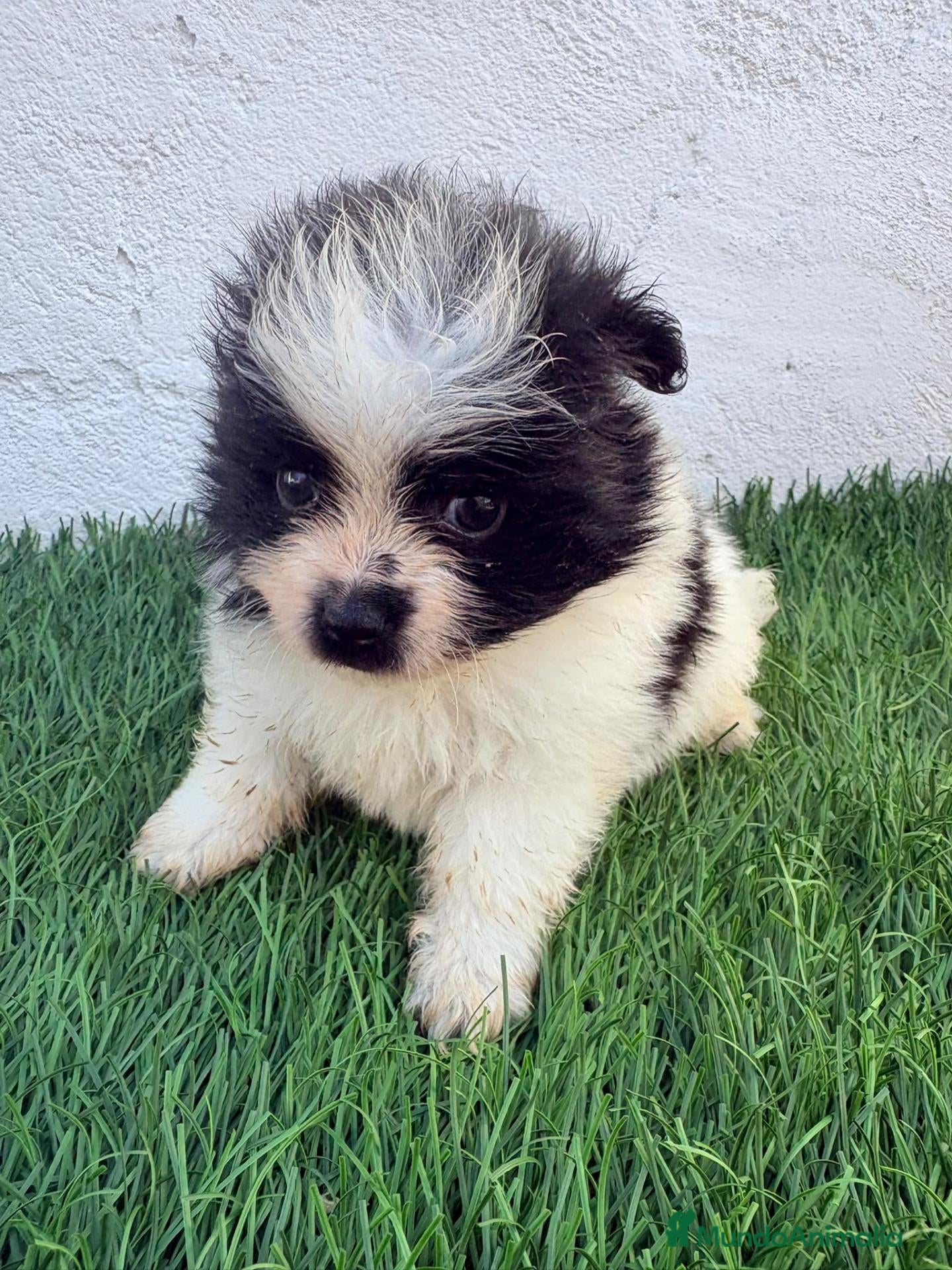 Pomerania perros Pomerania - Anuncio 1