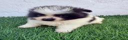 Pomerania perros en venta: Pomerania - Anuncio 1