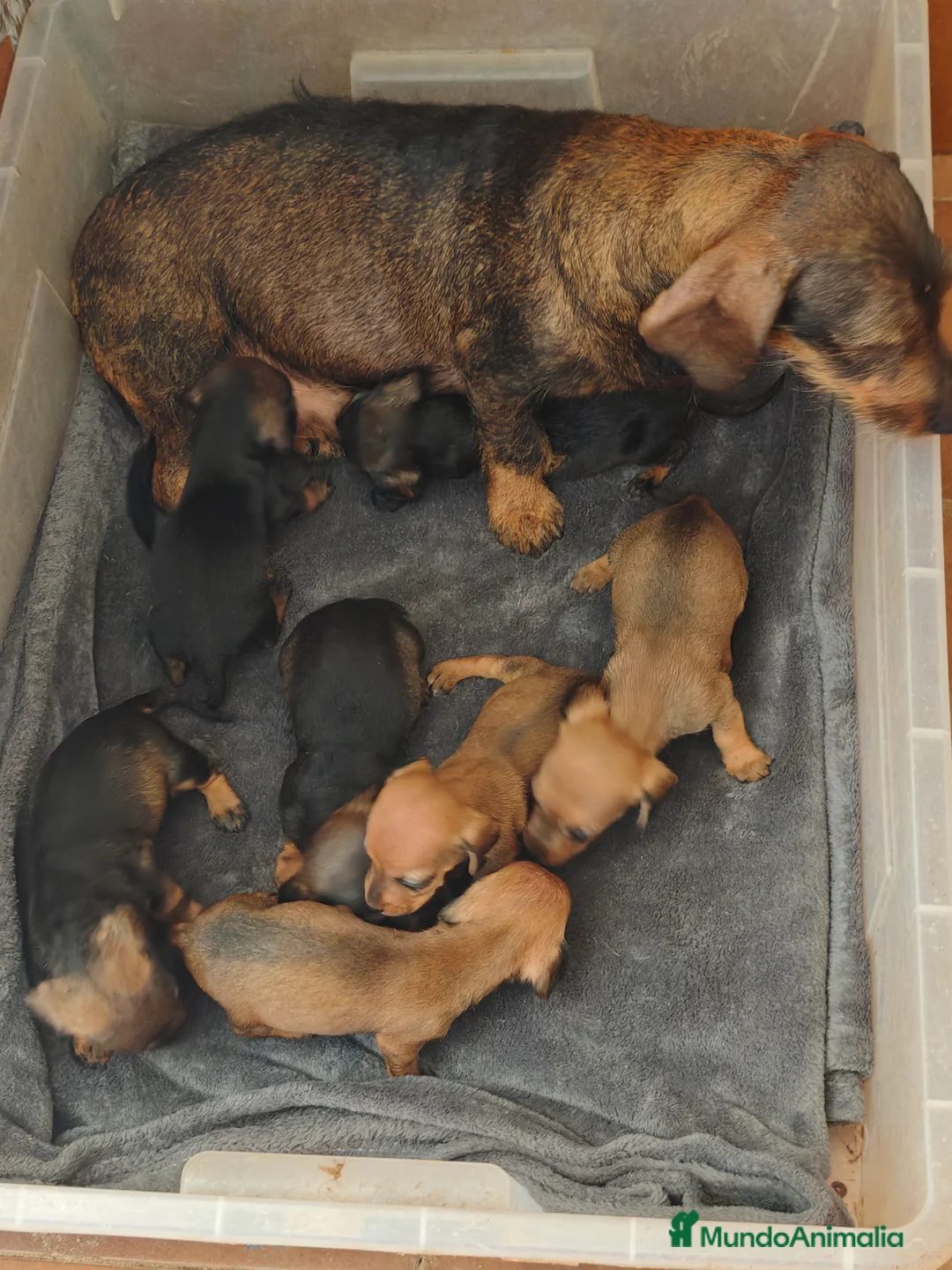 Teckel Miniatura perros en adopcion: Precisos teckel - Anuncio 2