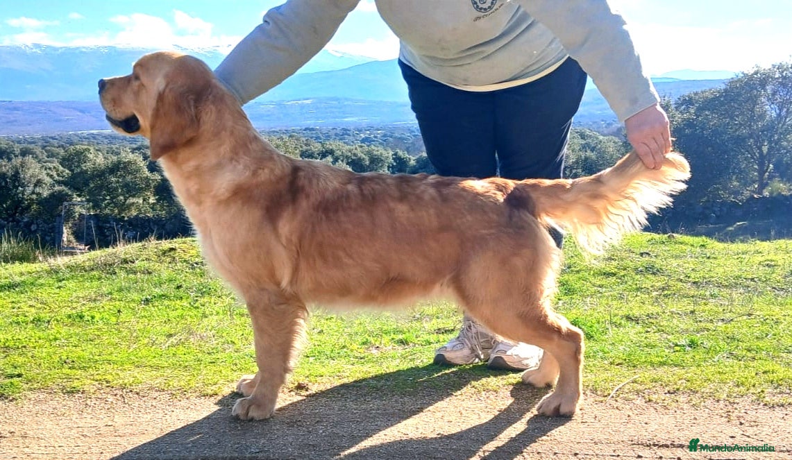 Golden Retriever perros Golden Retriever - Anuncio 2