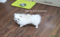 Pomerania perros en venta: Pomerania hembra 1,500kg 6,5meses - Imagen 1