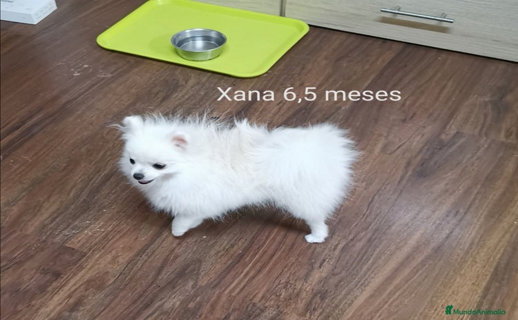 Pomerania perros - Propaganda 1