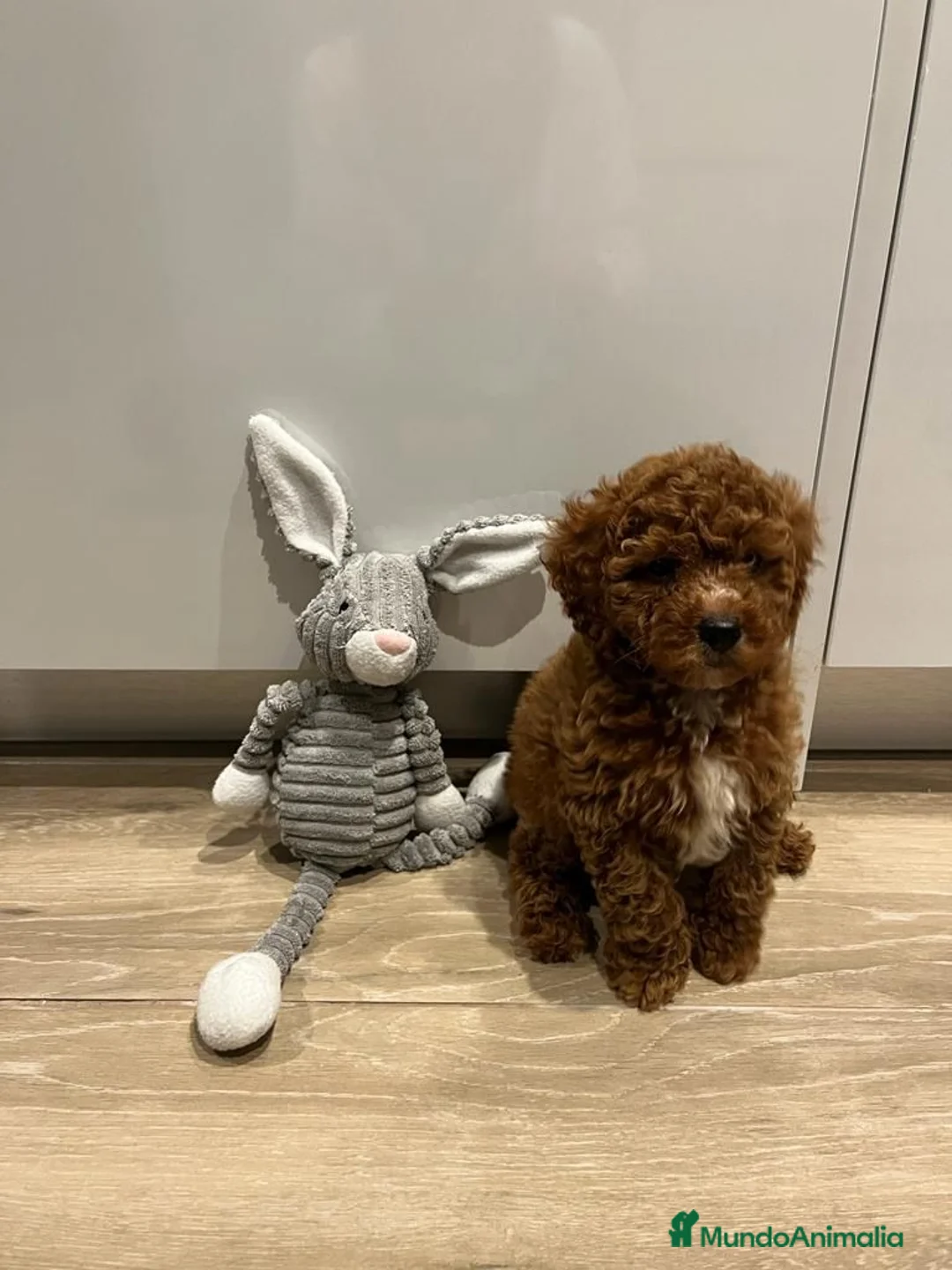 Caniche Toy perros en venta: Caniche Toy disponibles  - Anuncio 4