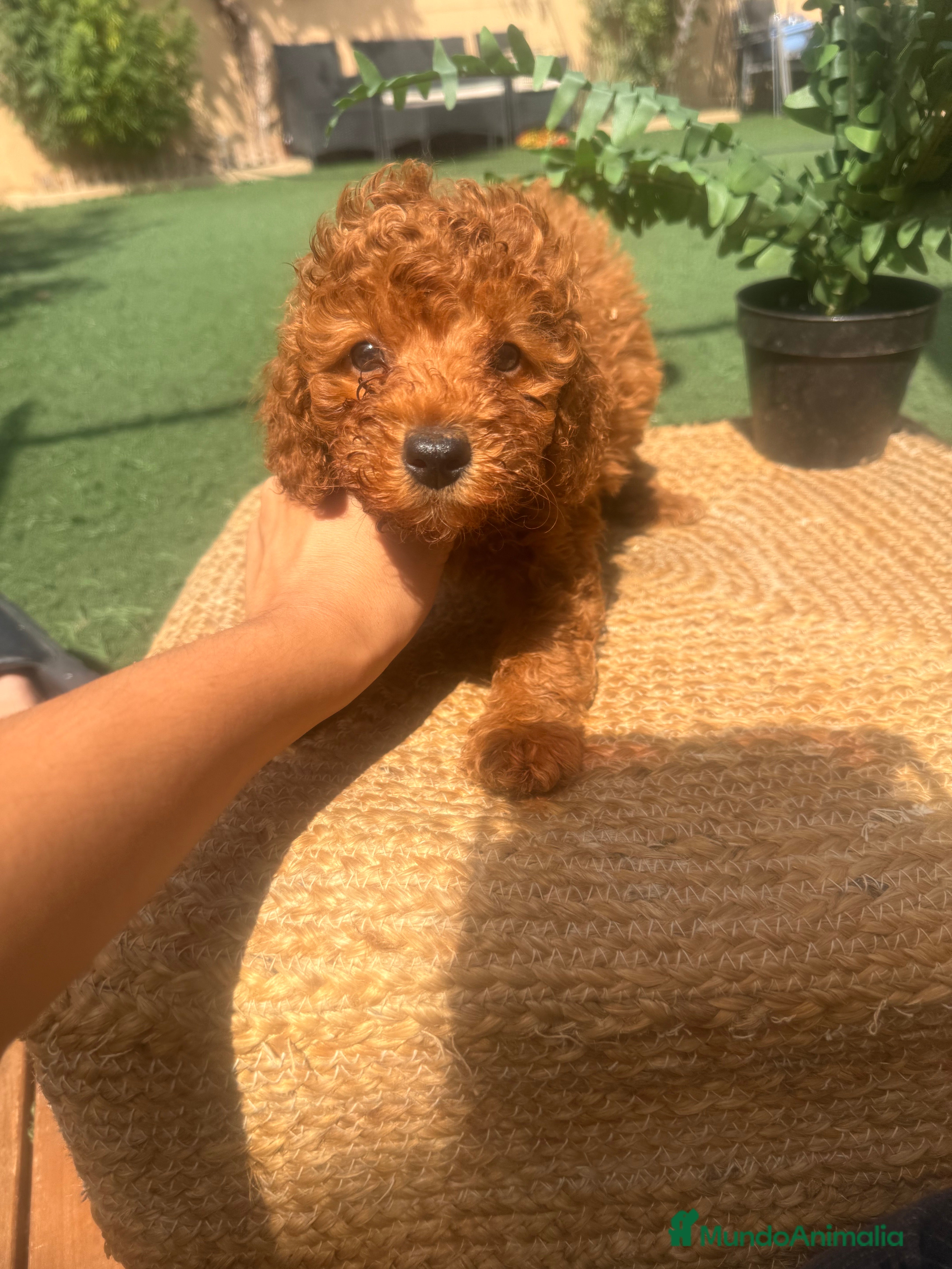 Caniche Toy perros en venta: caniche toy rojos  - Anuncio 2