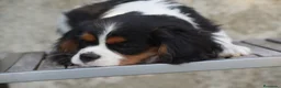 Cavalier King Charles Spaniel perros en venta: hembra tricolor calidad compañia - Anuncio 5