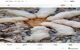 Bichón Maltés perros en venta: Bichoncitos Maltés - Imagen 3
