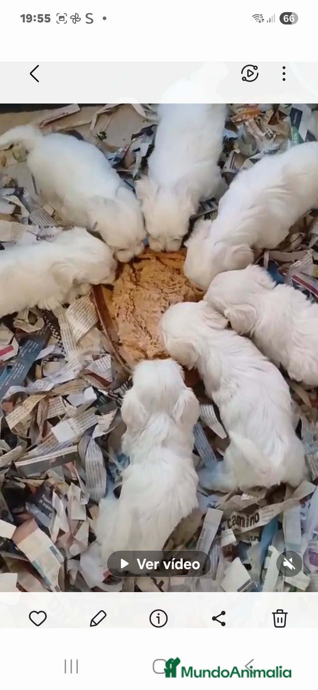 Bichón Maltés perros en venta: Bichoncitos Maltés - Imagen 3