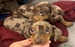 Teckel Miniatura perros en venta: Increíbles Teckel miniatura y Kaninchen .601144783 - Imagen 1