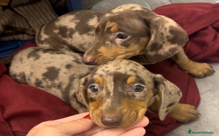 Teckel Miniatura perros - Anuncio 1