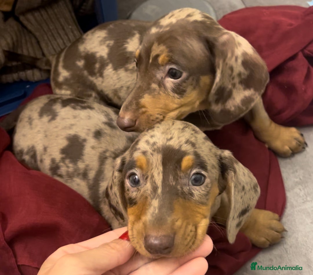 Teckel Miniatura perros en venta: Increíbles Teckel miniatura y Kaninchen .601144783 - Imagen 1