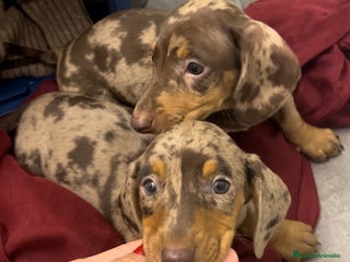 Teckel Miniatura perros - Anuncio 1