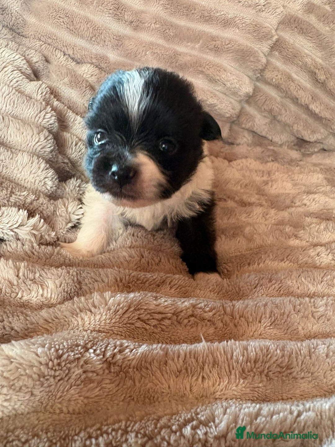 Pomerania perros en venta: Pele y Mele ya son papas , lulu pomerania toy  - Anuncio 3