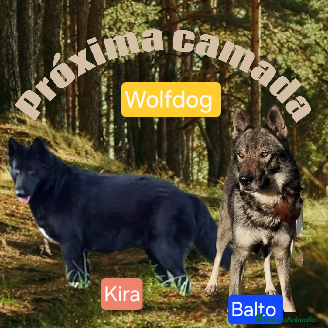 Perro Lobo Checoslovaco perros en venta: Próxima camada perro lobo/wolfdog  - Anuncio 1