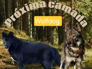 Perro Lobo Checoslovaco perros Próxima camada perro lobo/wolfdog - Anuncio 2