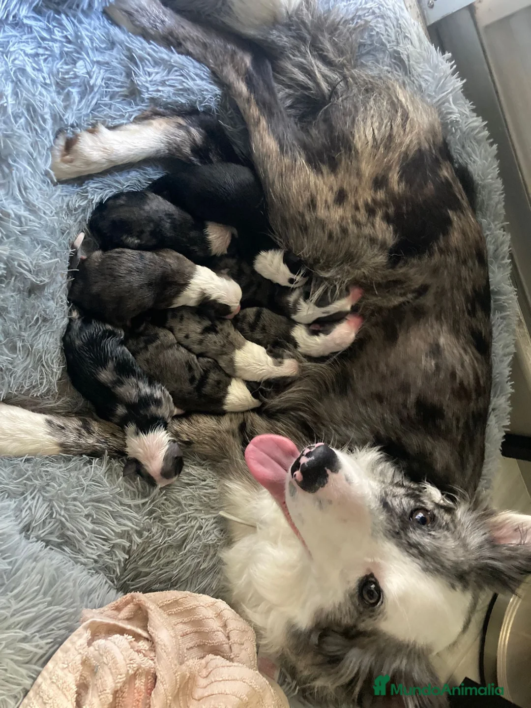 Border Collie perros en venta: Border Collie De Villa Biznaga - Anuncio 40