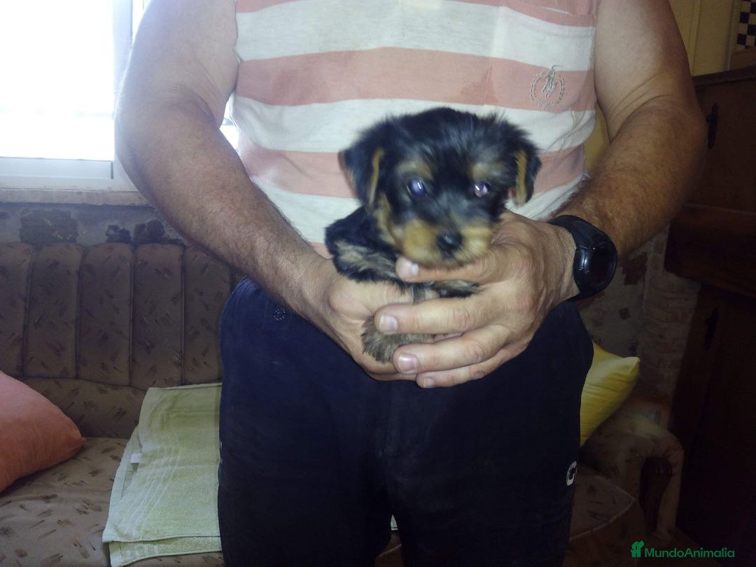 Yorkshire Terrier perros en venta: cachorrito yorkshire terrier - Imagen 2