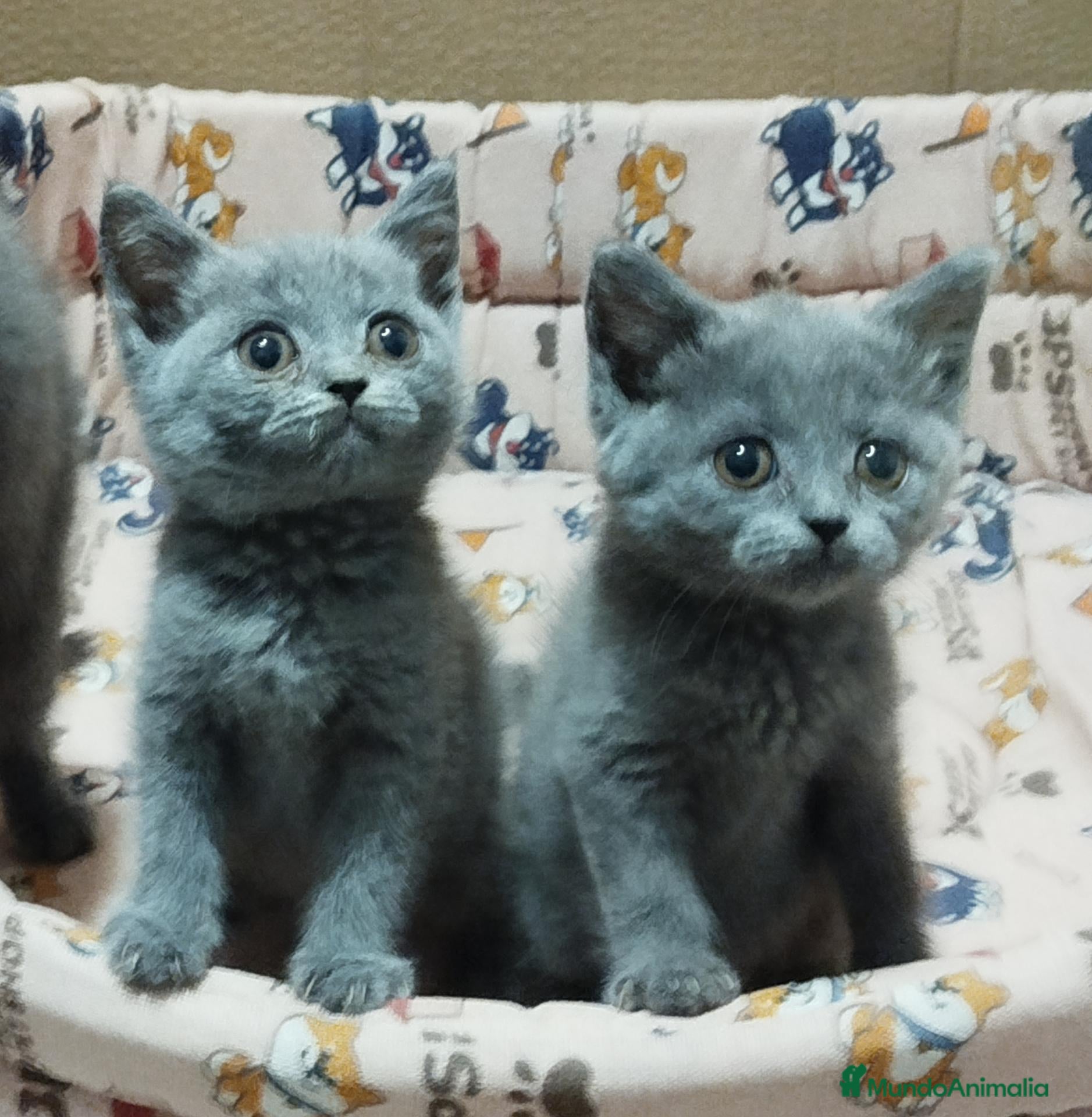 Británico de Pelo Corto Azul gatos British Shorthair azules - Anuncio 1