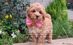 Maltipoo perros en venta: MALTIPOO - Imagen 2