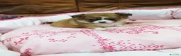 Chihuahua perros en venta: CHIHUAHUA TOY  - Anuncio 6