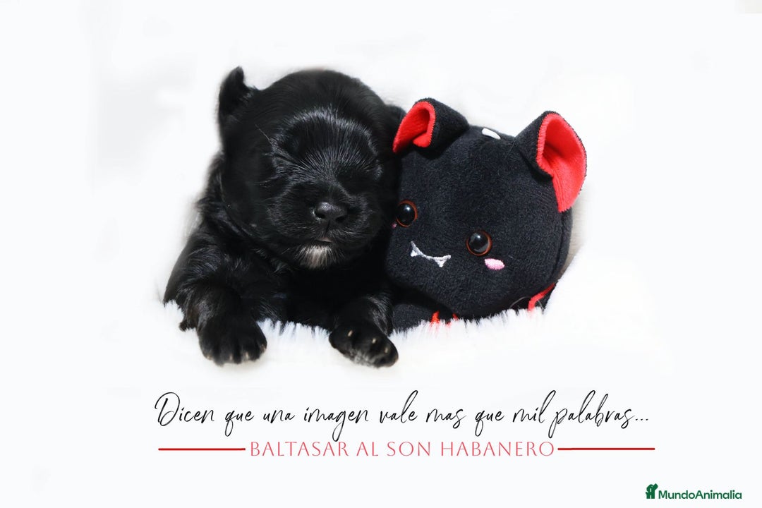 Bichón Habanero perros en venta: Camada de los Reyes Magos - Anuncio 21