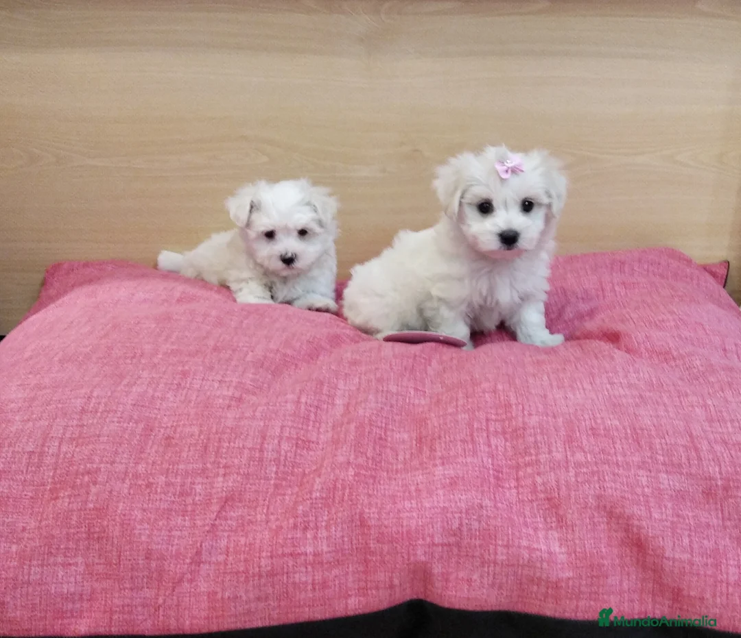 Bichón Maltés perros en venta: Bichón Maltés en Barcelona - Anuncio 5