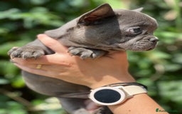 Bulldog Francés perros en venta: Bulldog francés Blue sólido  - Imagen 2