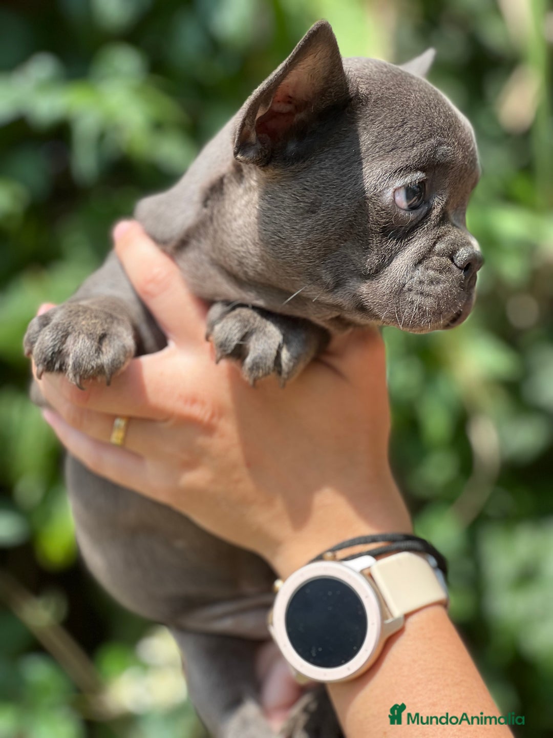 Bulldog Francés perros en venta: Bulldog francés Blue sólido  - Imagen 2