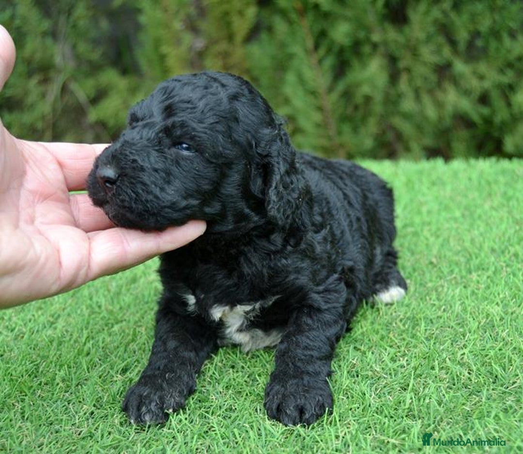 Perro de Agua Español perros en venta: Cachorros de perro de agua  - Anuncio 7