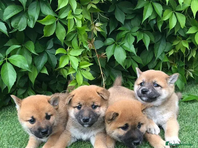 Shiba Inu perros en venta: Shiba Inu - Anuncio 1